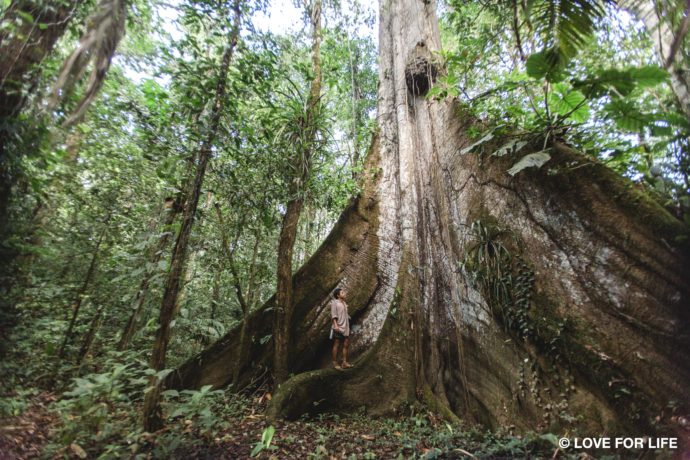 Ceibo Baum im nordöstlichen Amazonas von Ecuador