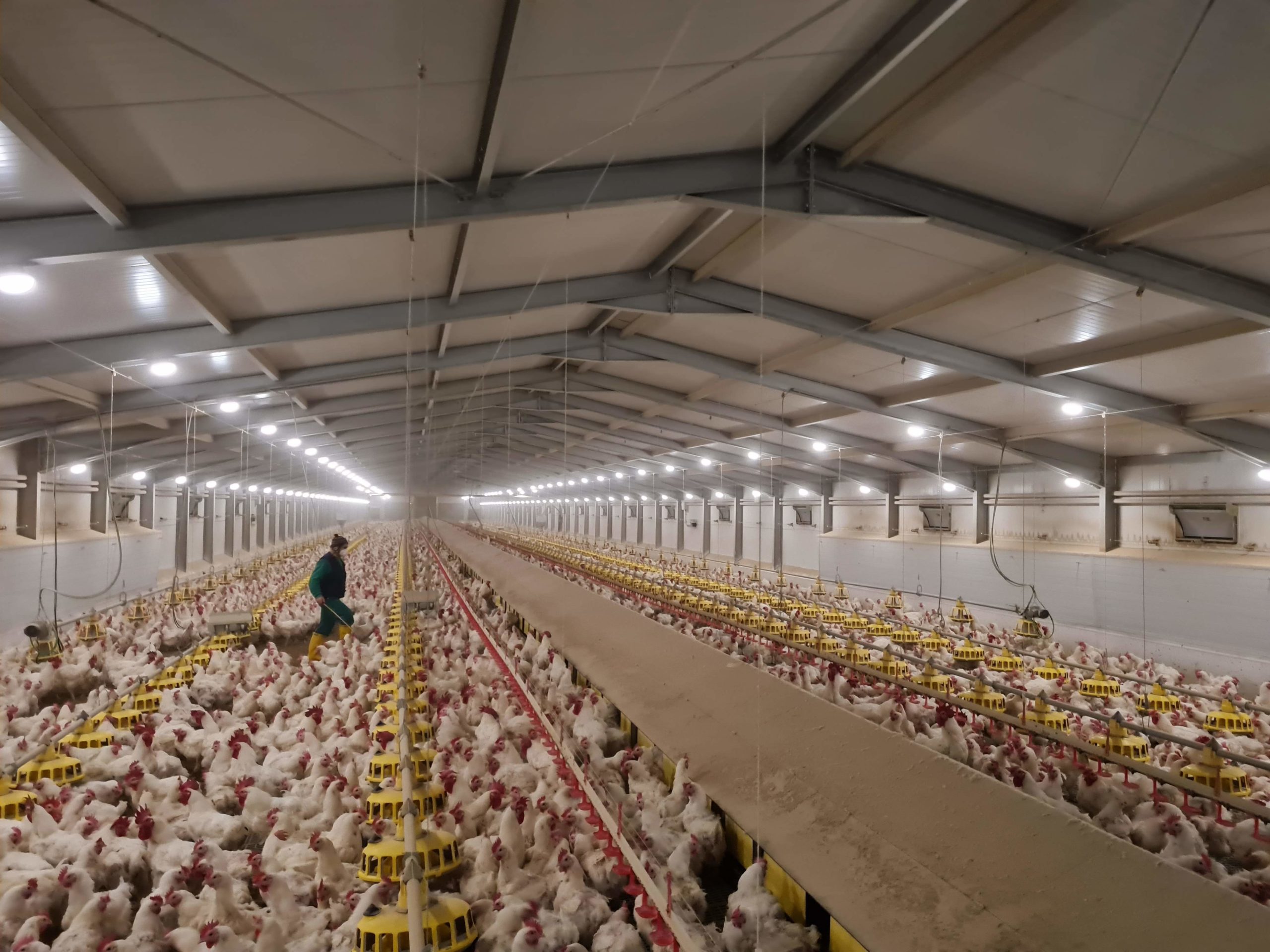 Chicken Farming with Solar Energy