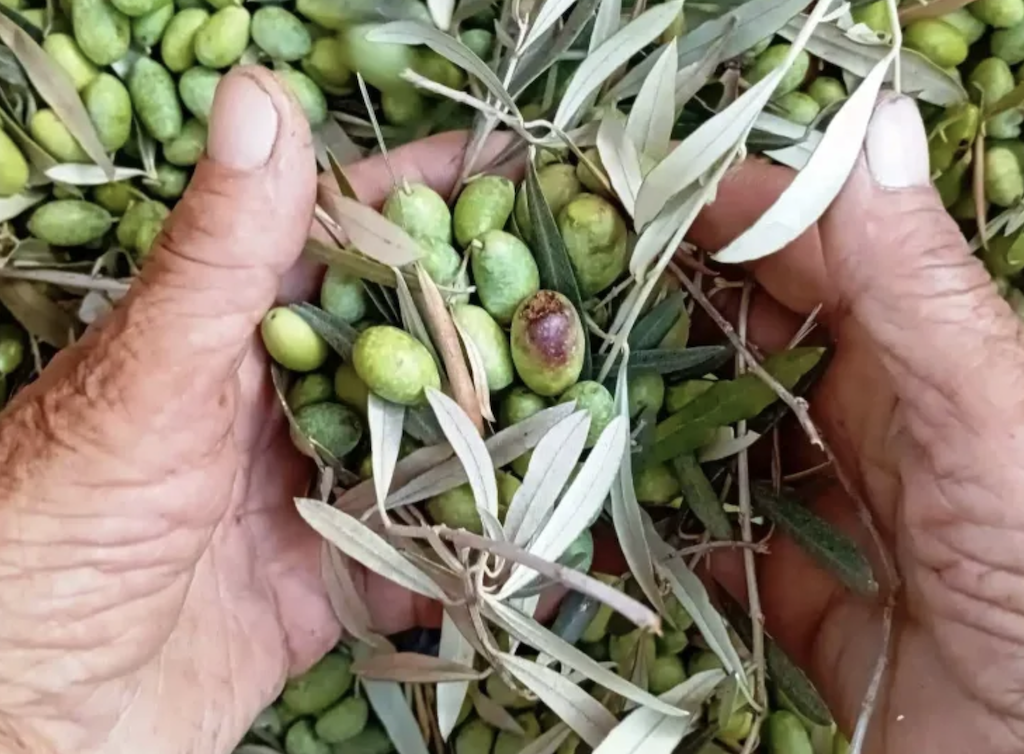 Growing greener olives