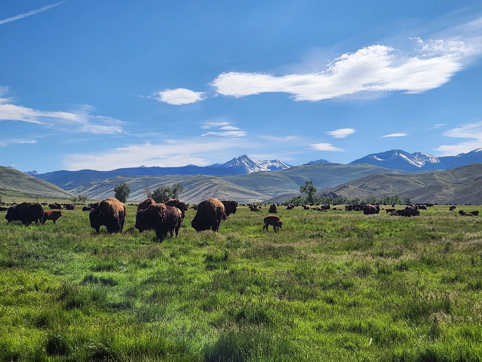 Water for the Buffalo