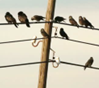 AC_-_Birds_on_a_wire.png
